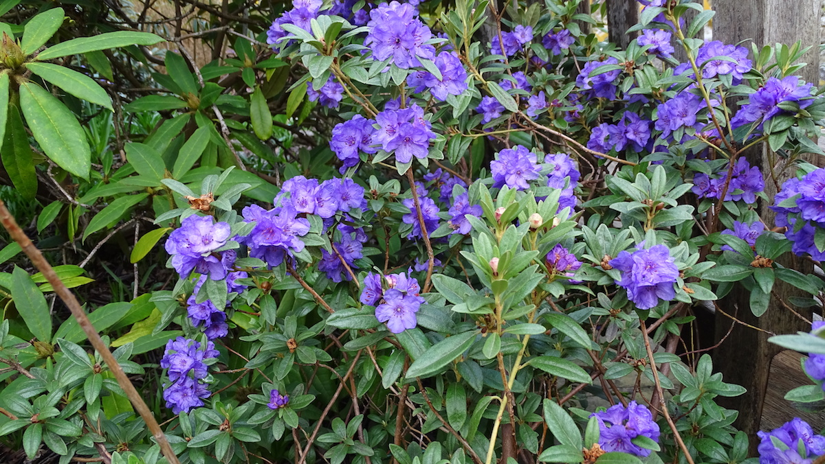 R. hippophaeoides 'Haba Shan' AGM